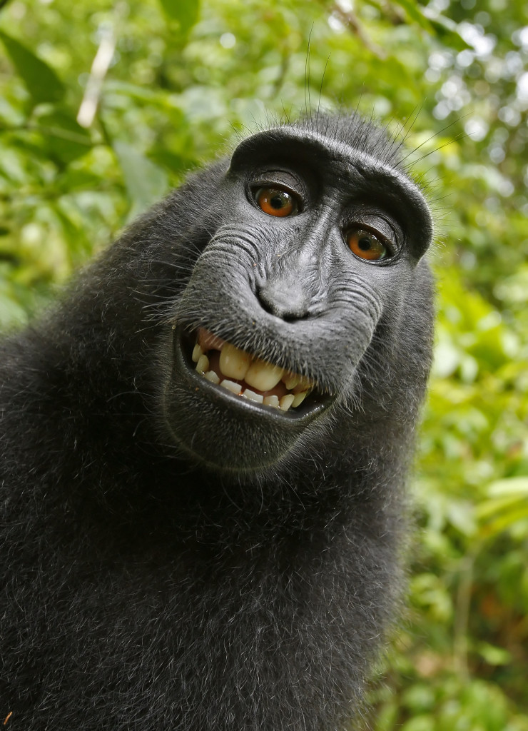 Monkey takes selfie